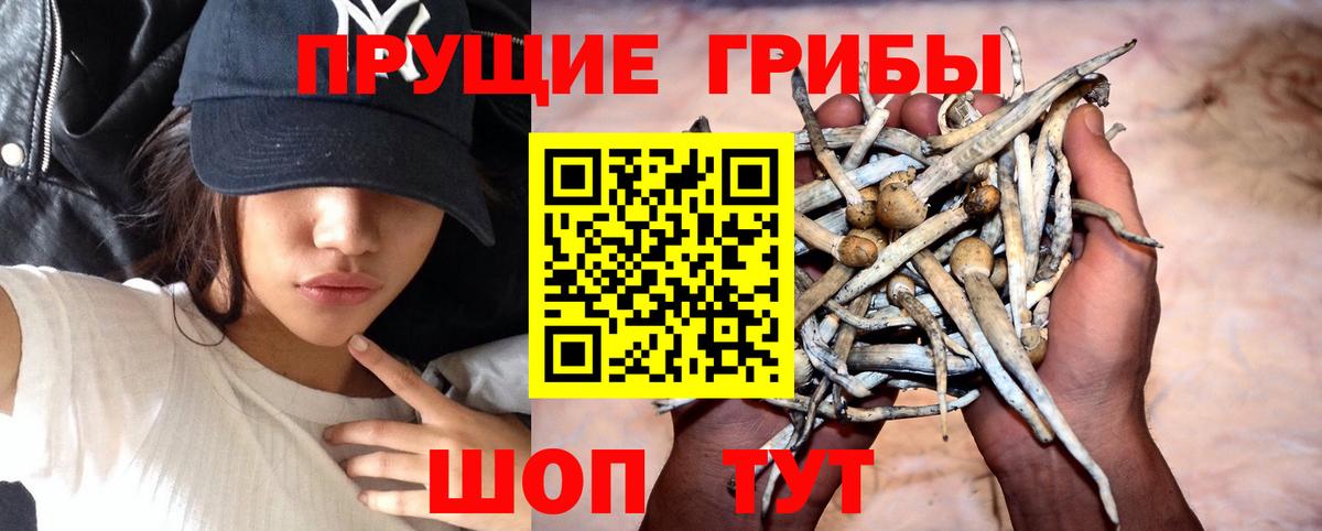 Галлюциногенные грибы Psilocybe Вичуга